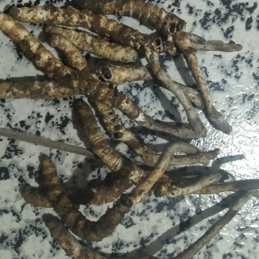 溆浦县冬虫夏草