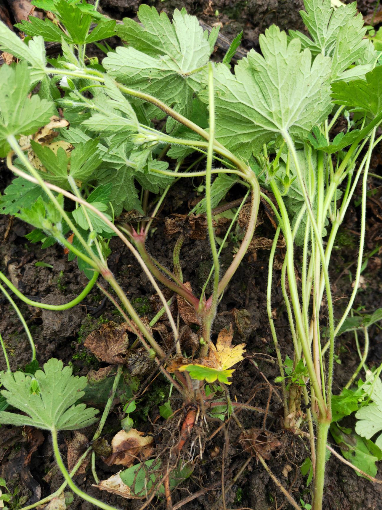 老鹤筋野菜图片图片