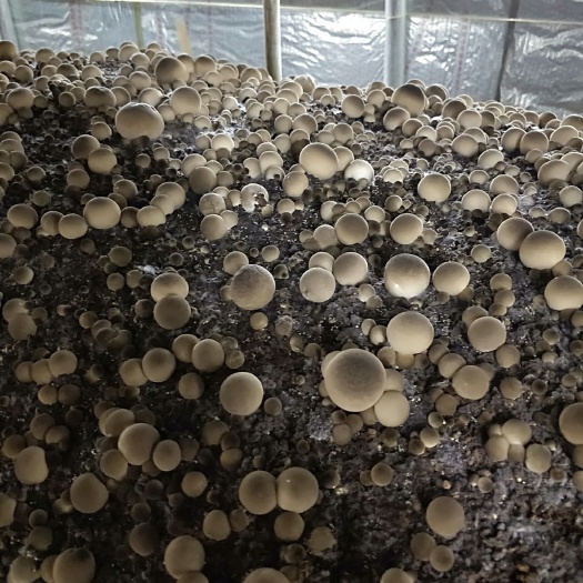 台前县草菇 鲜货 3cm以上 人工种植