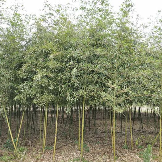 九江雷竹