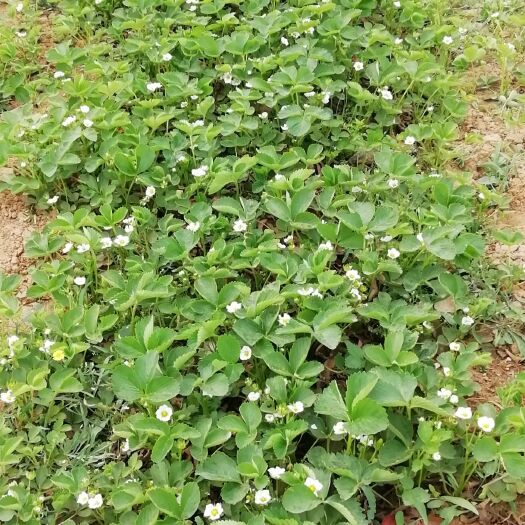 平山县佐贺清香草莓苗 10~20公分 地栽苗