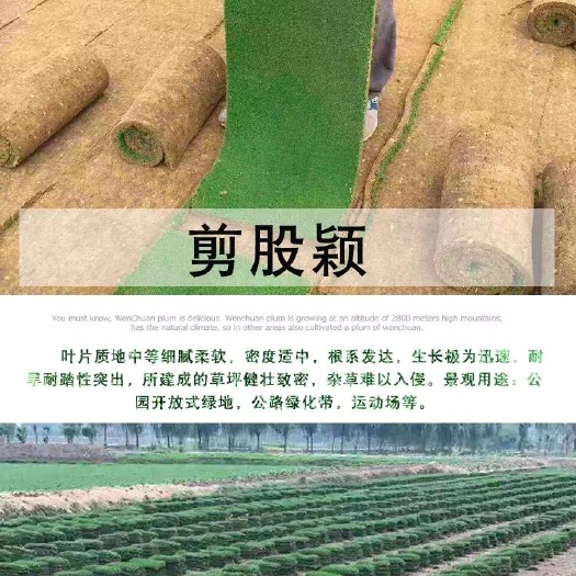 沭阳县剪股颖草坪  剪股颖草皮 带泥土真草皮草坪耐寒四季青