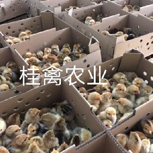 南宁K9麻黄鸡苗