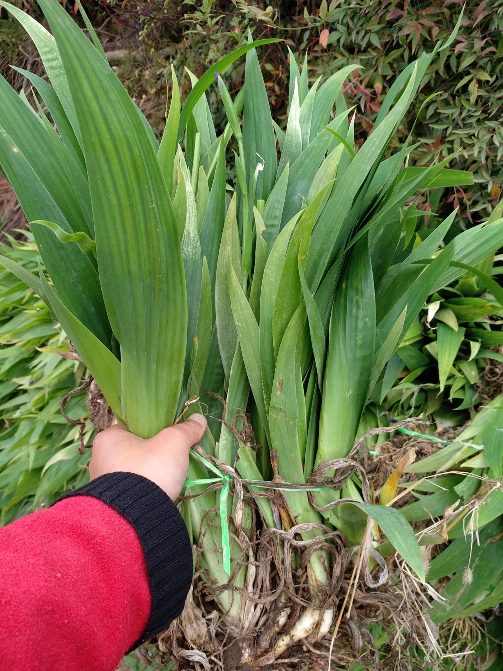  鸢尾花苗德国燕尾花苗蝴蝶兰花苗紫花鸢尾小苗开蓝色的花燕尾苗