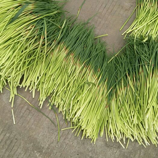 徐州红帽蒜薹 30~40cm