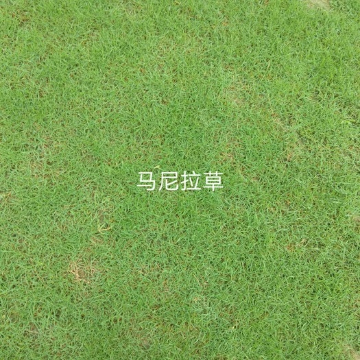 广州马尼拉草皮
