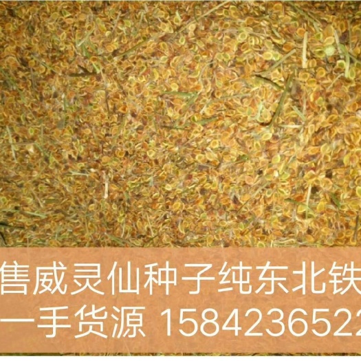 清原县威灵仙