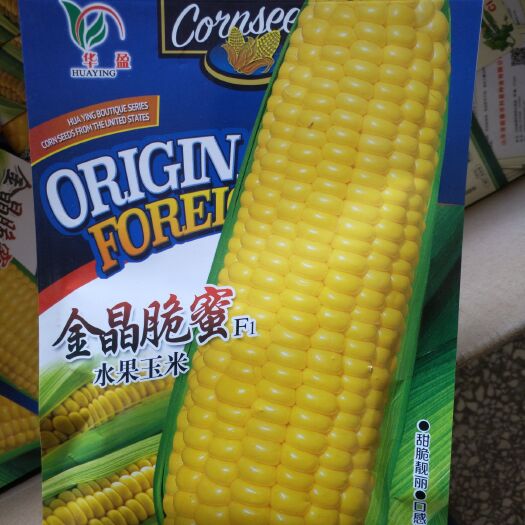 内黄县水果玉米种子 常规种 ≥90%