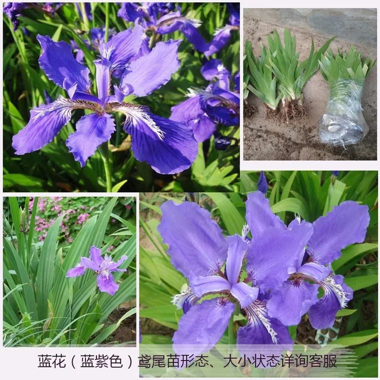  鸢尾花苗德国燕尾花苗蝴蝶兰花苗紫花鸢尾小苗开蓝色的花燕尾苗