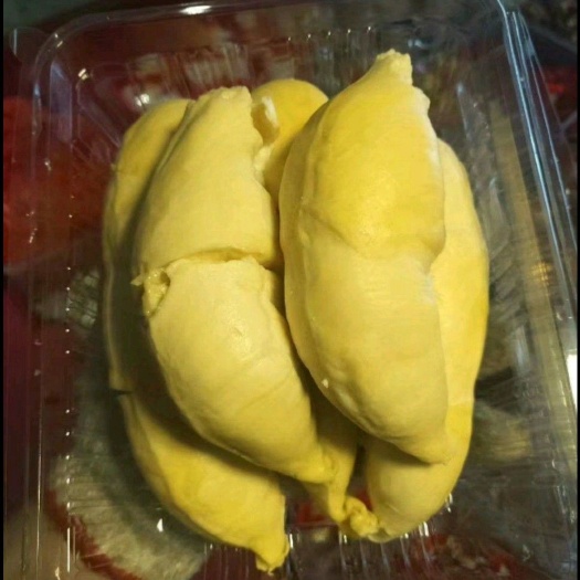 太原金枕榴莲苗