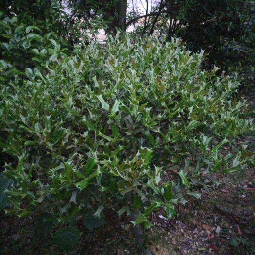 长沙有刺枸骨