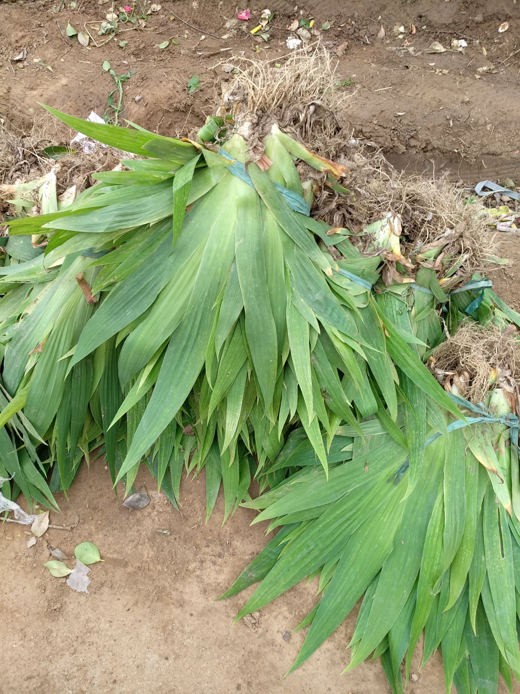 鸢尾花苗德国燕尾花苗蝴蝶兰花苗紫花鸢尾小苗开蓝色的花燕尾苗