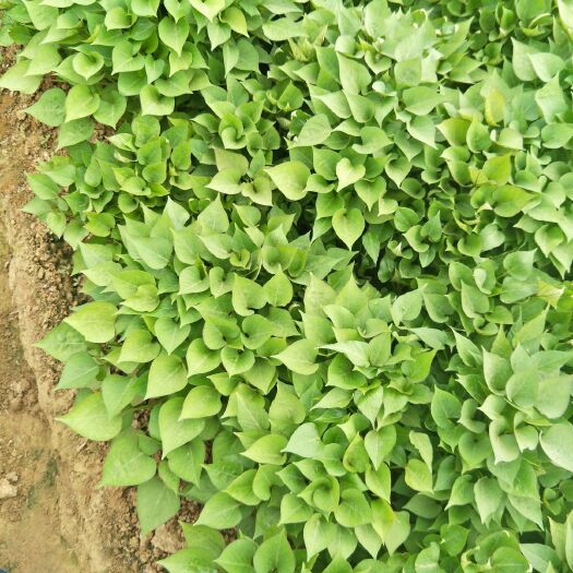 夏津县济薯26号红薯苗 25~35cm