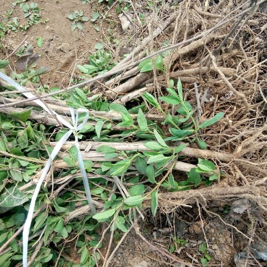 封丘县四季金银花 金银花苗