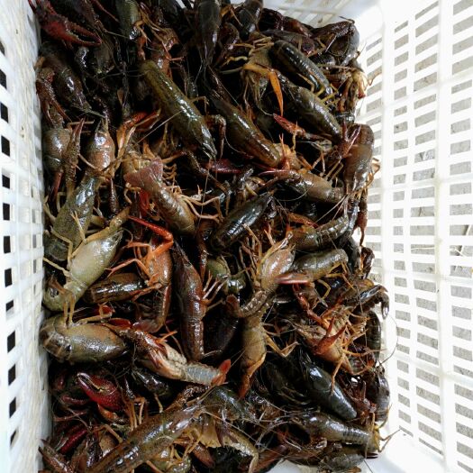潜江市潜江小龙虾 4-6钱 稻田虾