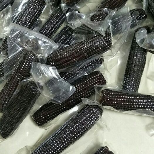 前郭县东北黑糯301鲜玉米，黑甜加糯玉米。黄糯玉米真空包装
