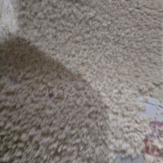 洛阳黄粉虫  面包虫

优质
虫卵