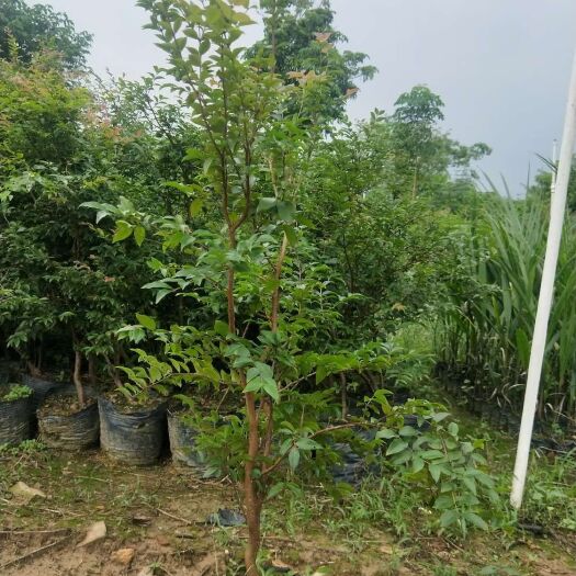 广州树葡萄苗 树葡萄沙巴嘉宝果树苗