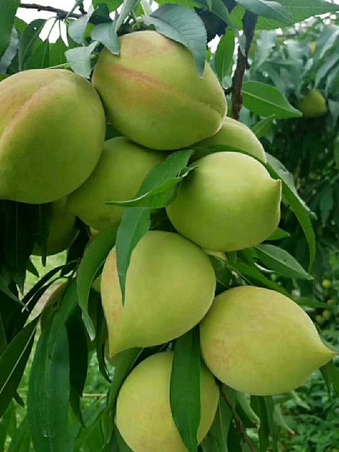 水蜜桃苗  鹰嘴桃苗，嫁接苗