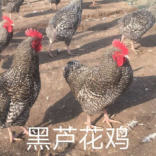 南宁黑芦花鸡苗