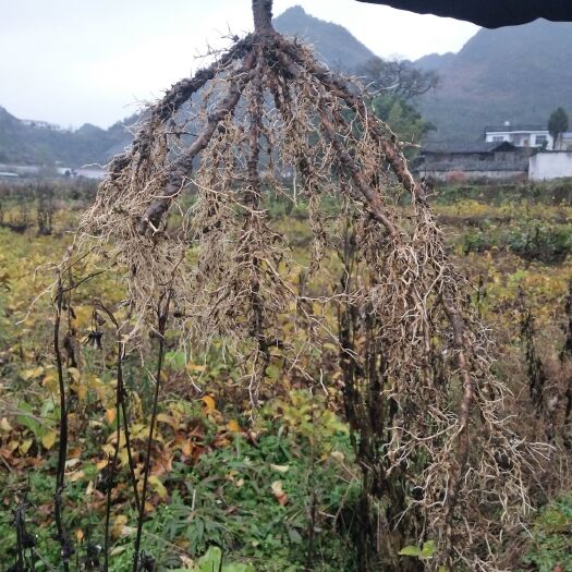永顺县水杨桃苗 嫁接苗