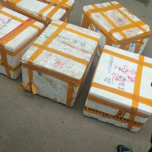 黄梅县青壳小龙虾 4-6钱 人工养殖