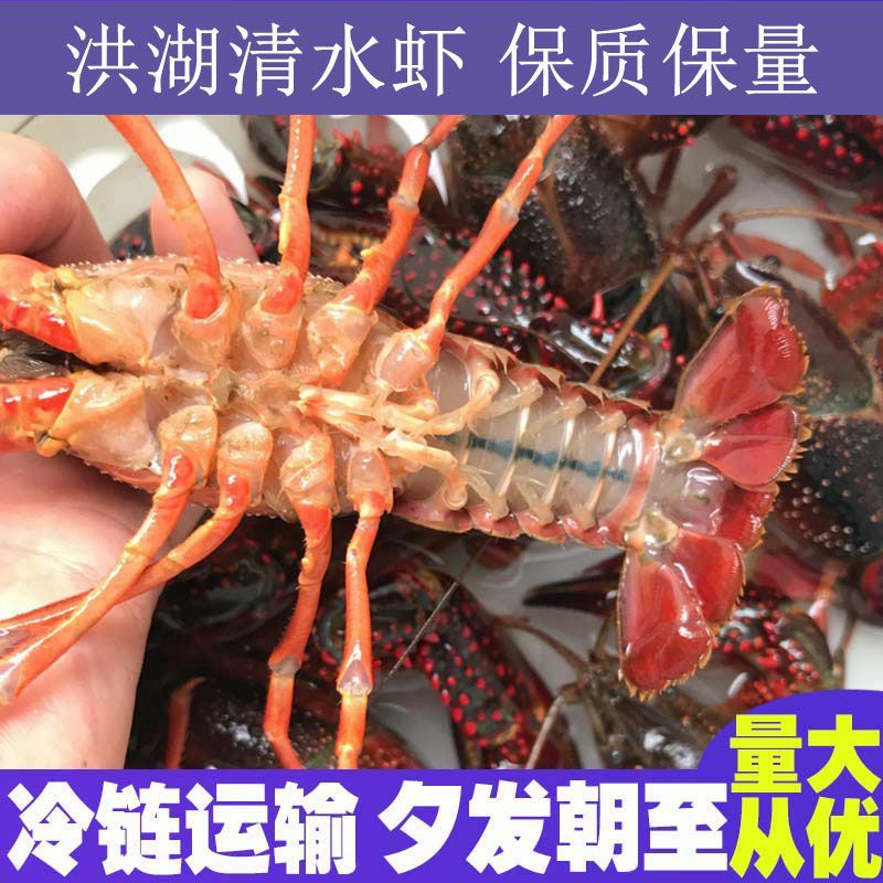 湖北洪湖市单日出货量超2万斤的小龙虾产地直供，品类齐全