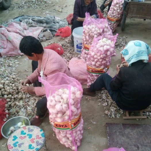 沛县红皮蒜 江苏省徐州市沛县 混级统货 新蒜 库内蒜 鲜蒜