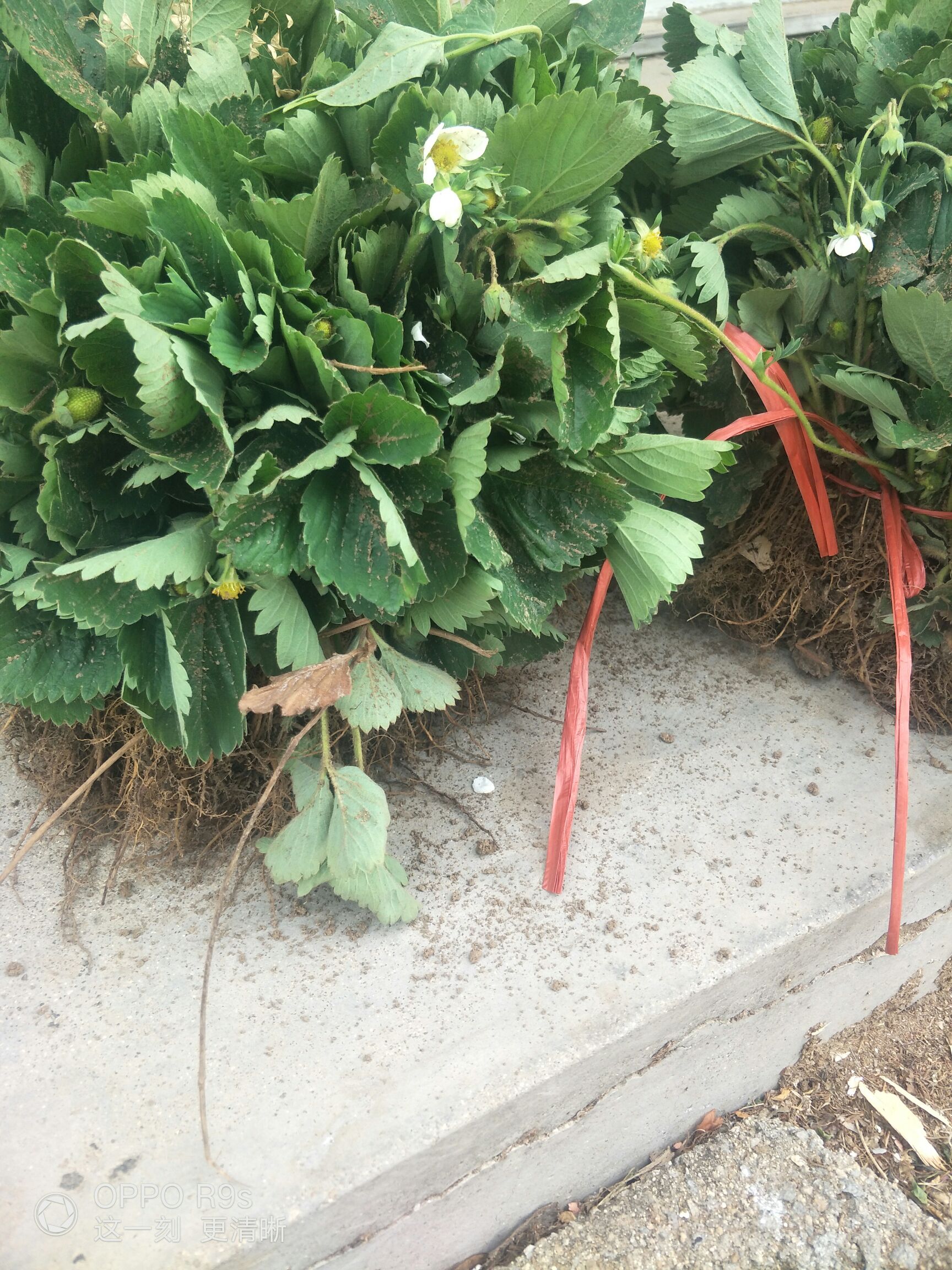 白草莓苗   基地供應(yīng)桃熏草莓苗，山東金華欣苗木基地大量供應(yīng)新品種草莓苗