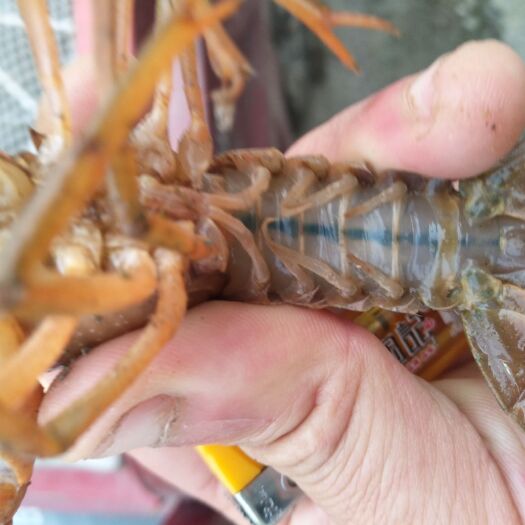 重庆市 生态流水小龙虾养殖