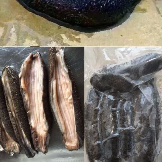 湛江 乌海参