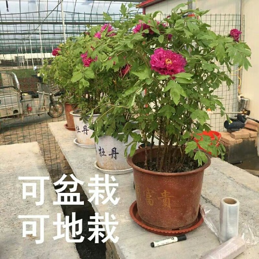 沭阳县 正宗洛阳牡丹花苗大苗精品观赏牡丹花树苗四季庭院花卉植物