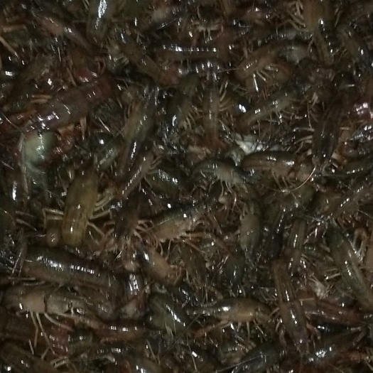 监利市小龙虾苗
