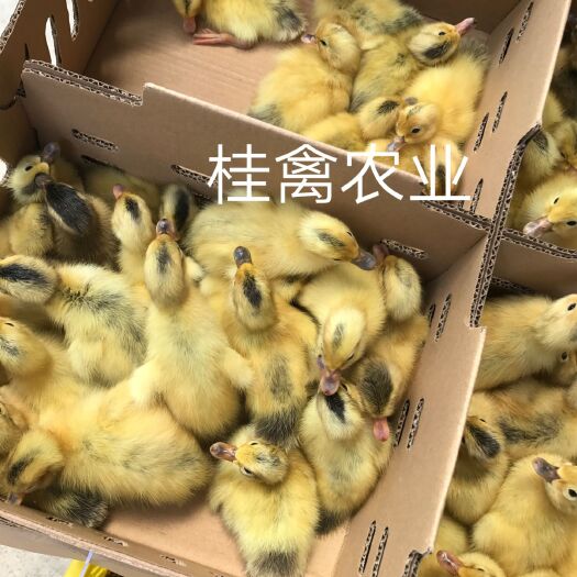 南宁蛋鸭苗