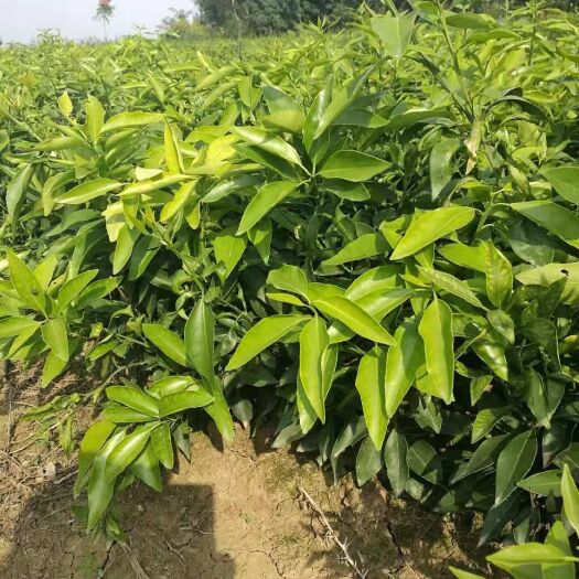 枝江市爱媛38号柑桔苗 杯苗袋苗 0.5~1米