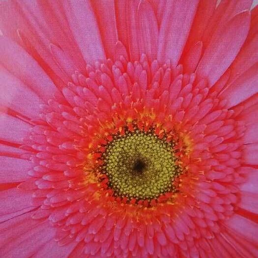 昆明非洲菊 苗