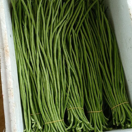 扶绥县无筋豆角 40cm~70cm