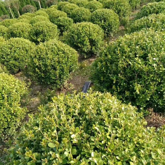 沭阳县小叶黄杨