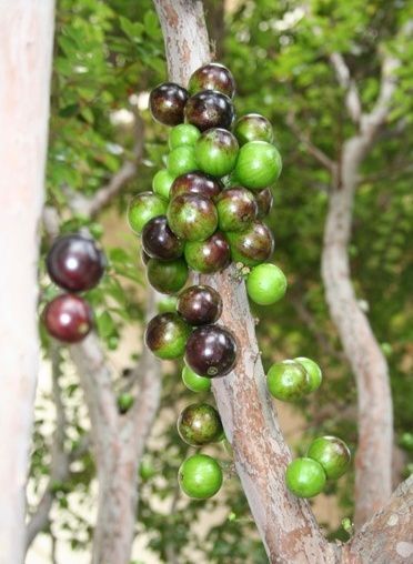 灵山县嘉宝果苗 沙巴嘉宝果树苗适庭院种植产量高