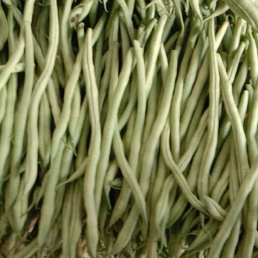 夹江县无筋豆角 加祥四季蔬菜专业合作社。