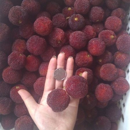 灵山县东魁杨梅树苗 适合南北方种植耐寒品种一棵包邮