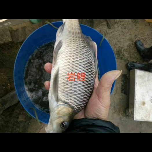 眉山岩鲤鱼苗  岩鲤苗 岩鲤鱼肉质鲜美，成鱼市场供不应求，价格八至九十元一斤