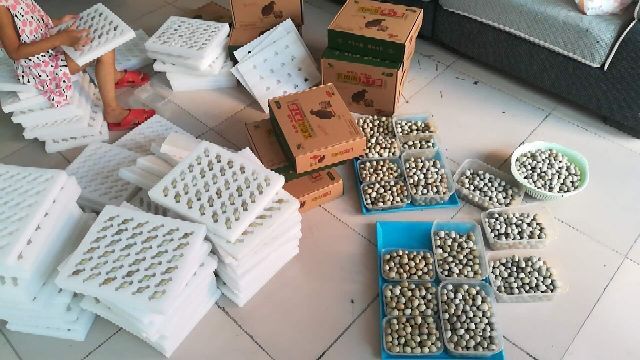 凌源市芦丁蛋  芦丁鸡种蛋