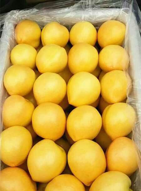 泰安黄金蜜4号苗 0.5~1米