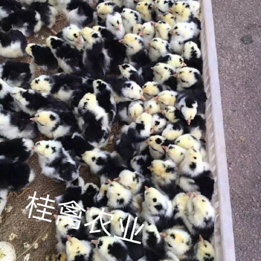 南宁贵妃鸡苗