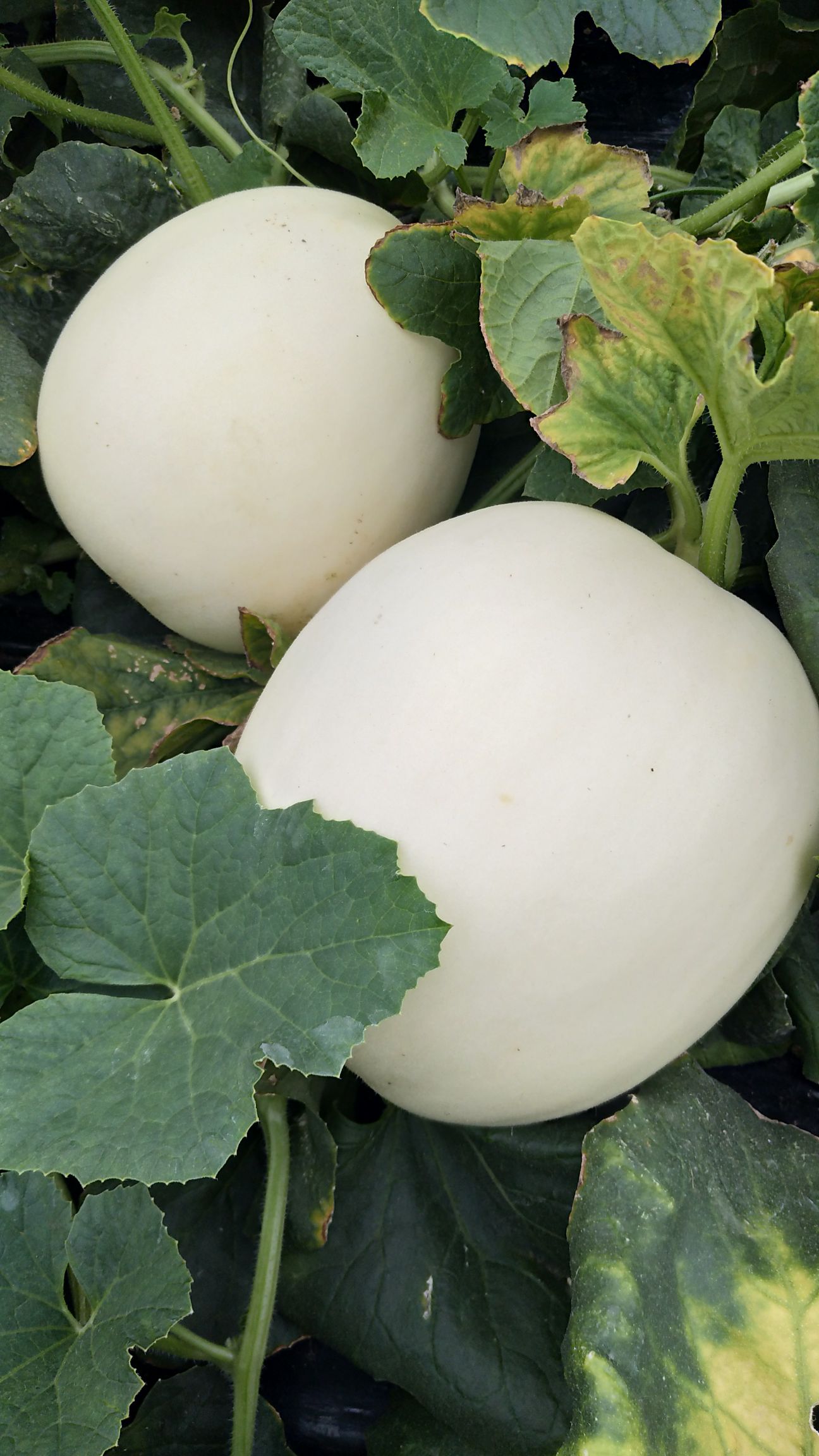 甜瓜  小蜜蜂白瓜持续供应中8 1.60 元/斤