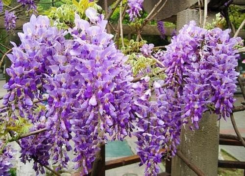 平邑县丰花紫藤 1~1.5米 1~2公分