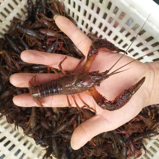 桐柏县清水小龙虾 优质龙虾，色泽鲜艳，个头大