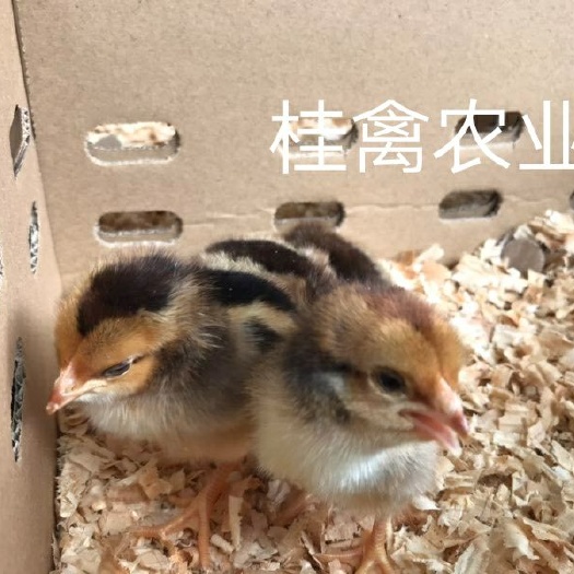 南宁斗鸡苗