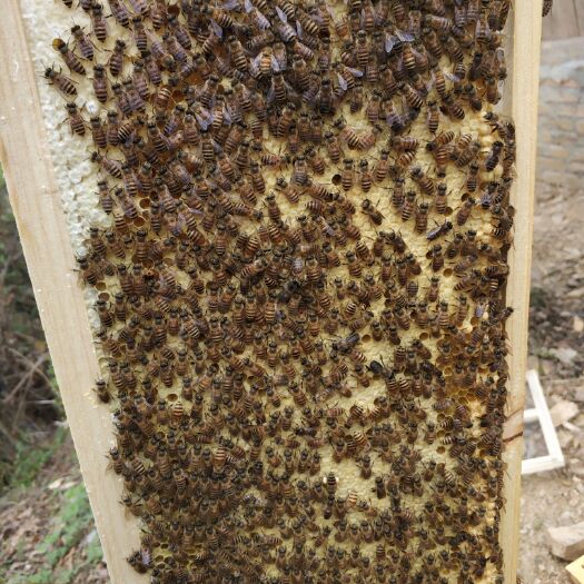 资阳中华蜜蜂  蜜蜂  中蜂群 处理价  新开产蜂王 3脾